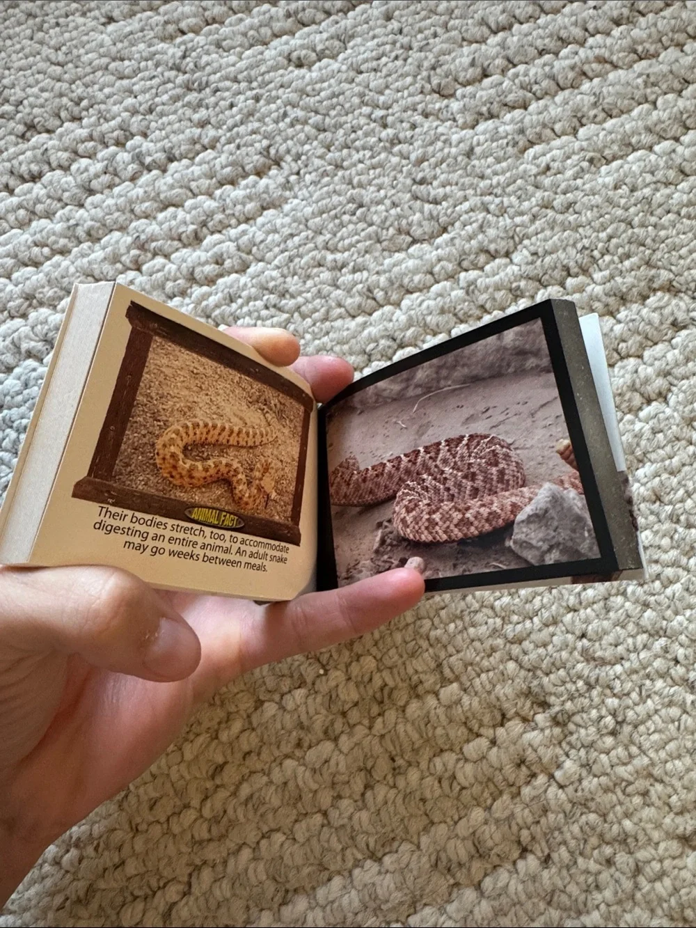 Rattlesnake Flipbook